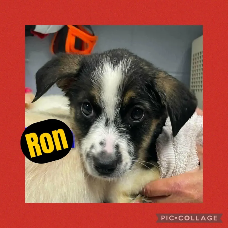 A baby medium-sized male Black Australian Cattle Dog / Blue Heeler dog named Ron for adoption in Ringwood, NJ