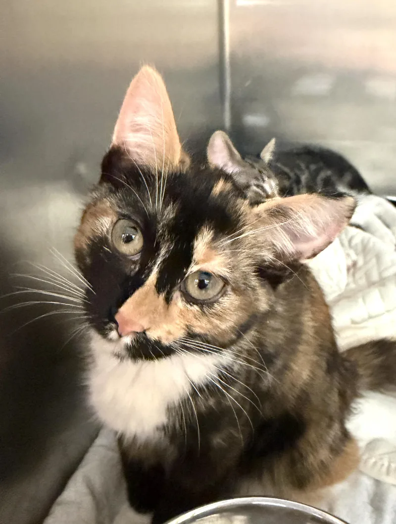 A baby medium-sized female Calico Domestic Short Hair cat named Twix for adoption in Wantagh, NY