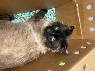 An adult large-sized male Domestic Long Hair cat named Zebulon for adoption in Kent, WA