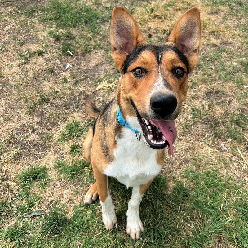 A young medium-sized male Tricolor (Brown, Black, & White) Cattle Dog dog named Scout for adoption in Lindon, UT