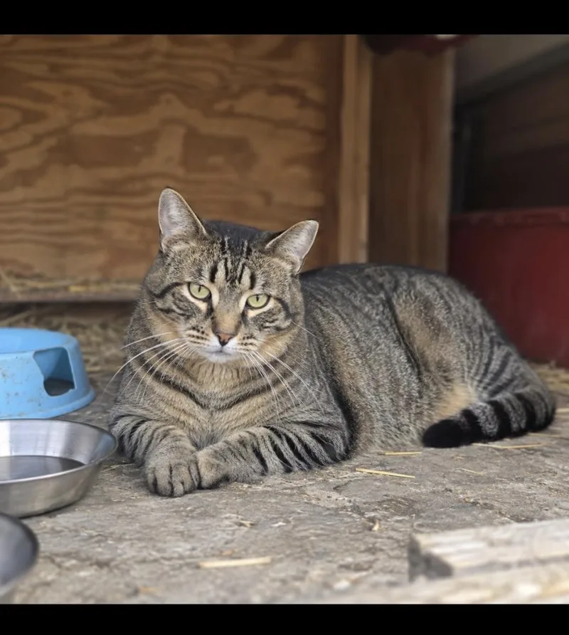 A young medium-sized male Tabby cat named Buster for adoption in Copley, OH