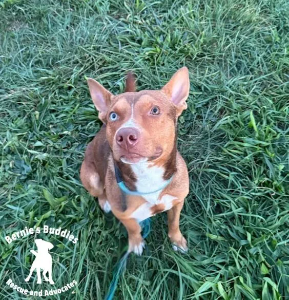 Maxscherzer thumbnail 4