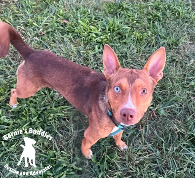 Maxscherzer thumbnail 5