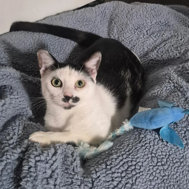 An adult small-sized female White Domestic Short Hair cat named Charlie for adoption in Ventura, CA