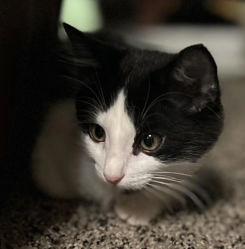 A baby medium-sized female Domestic Medium Hair cat named Icy Torrent for adoption in Colorado Springs, CO