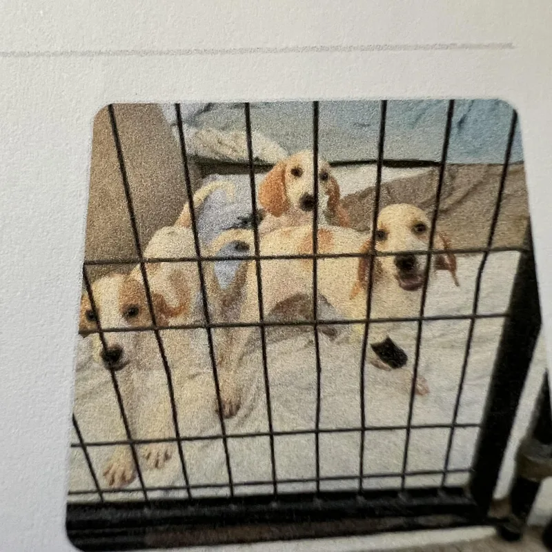 A baby medium-sized male White / Cream Hound dog named Elvis for adoption in New Windsor, NY
