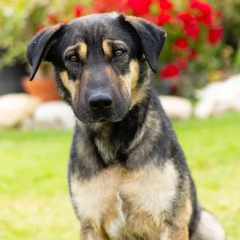 An adult large-sized male German Shepherd Dog dog named Waylon for adoption in Camarillo, CA
