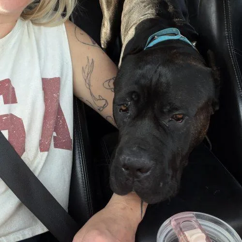 A young extra large-sized male Black Cane Corso dog named Byler for adoption in Visalia, CA