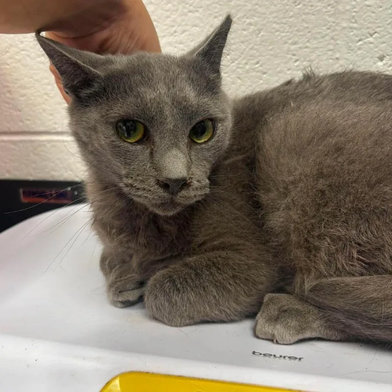 An adult medium-sized male Gray / Blue / Silver Domestic Short Hair cat named Willy for adoption in Rocky Mount, VA