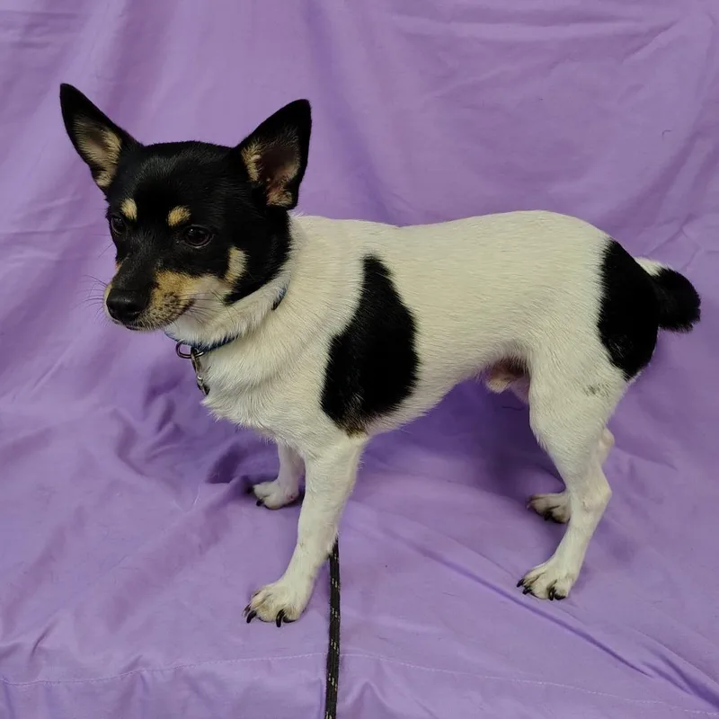 A young small-sized male White / Cream Chihuahua dog named JRae for adoption in Coos Bay, OR