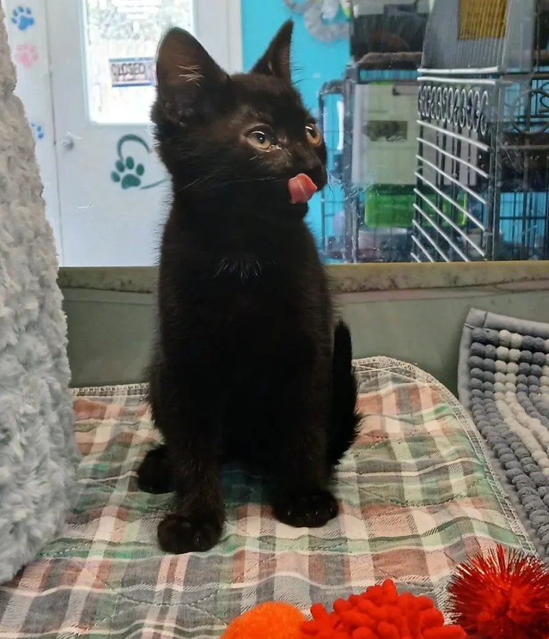 A baby small-sized female Domestic Short Hair cat named Sorghum for adoption in Crocker, MO
