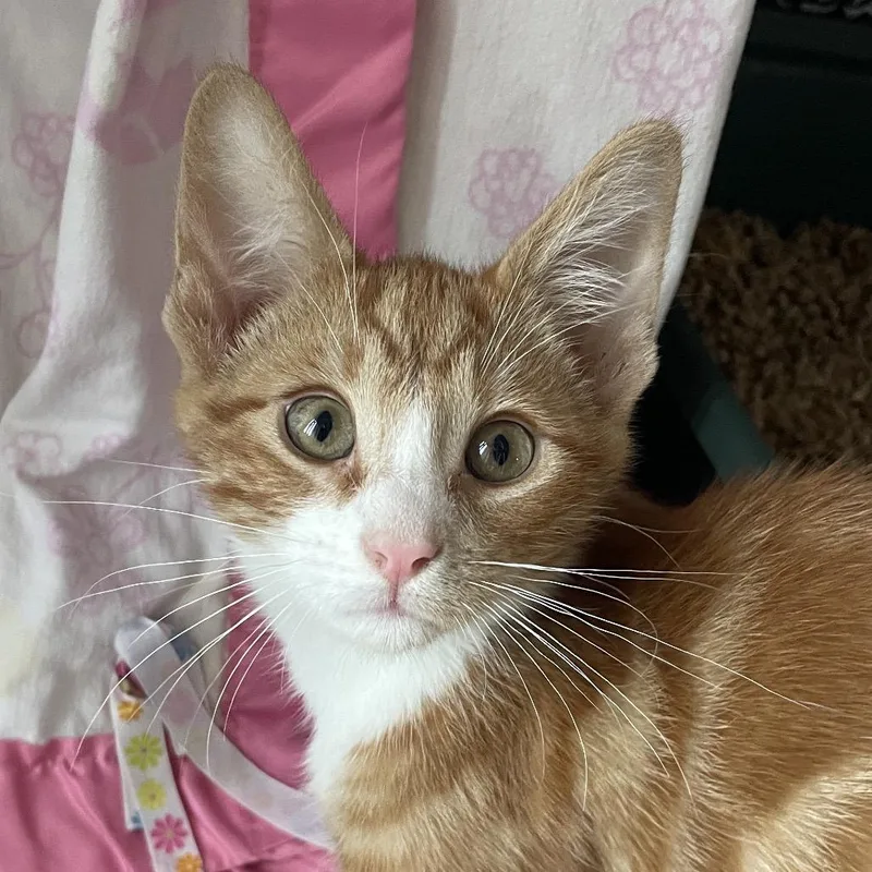 A baby small-sized male Orange / Red Domestic Short Hair cat named Parker for adoption in Chicago, IL