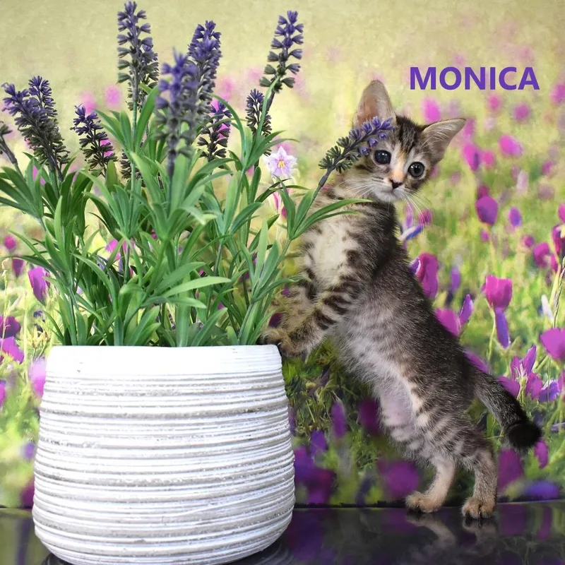 A baby small-sized female Gray / Blue / Silver Domestic Short Hair cat named Monica for adoption in Yuma, AZ