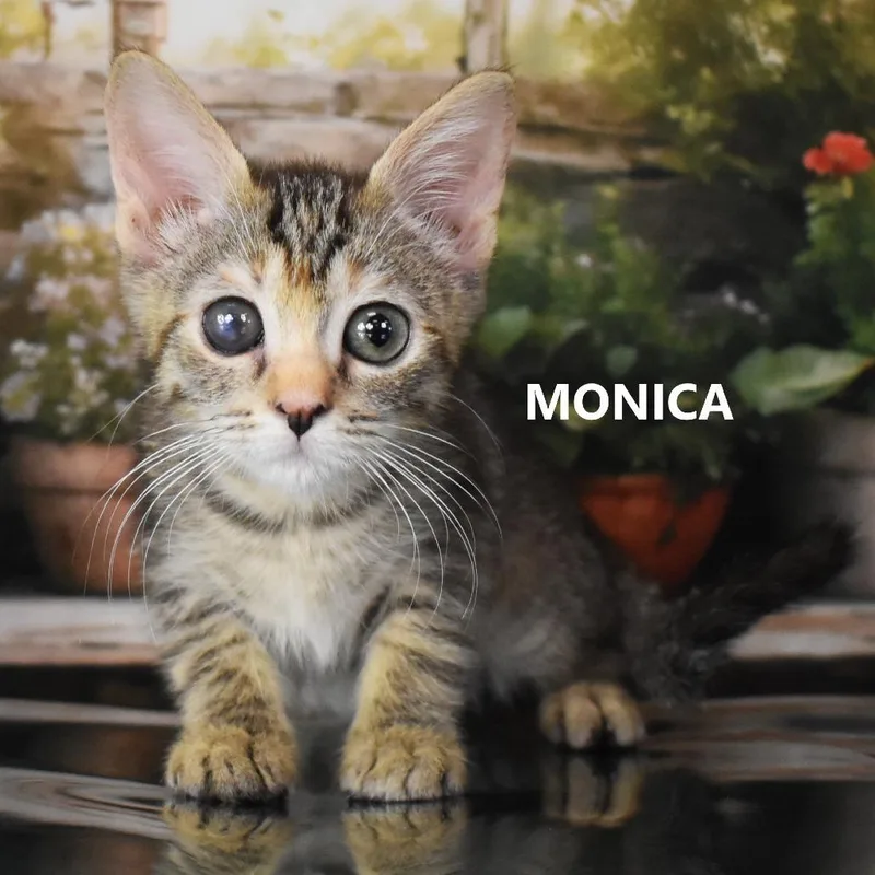 Monica thumbnail 2