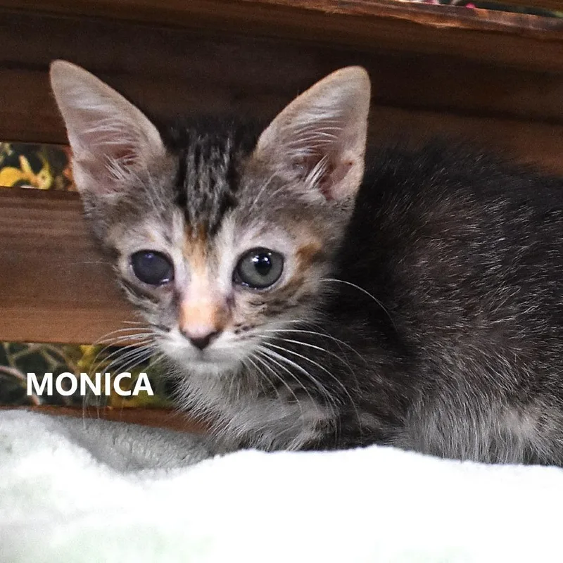 Monica thumbnail 3