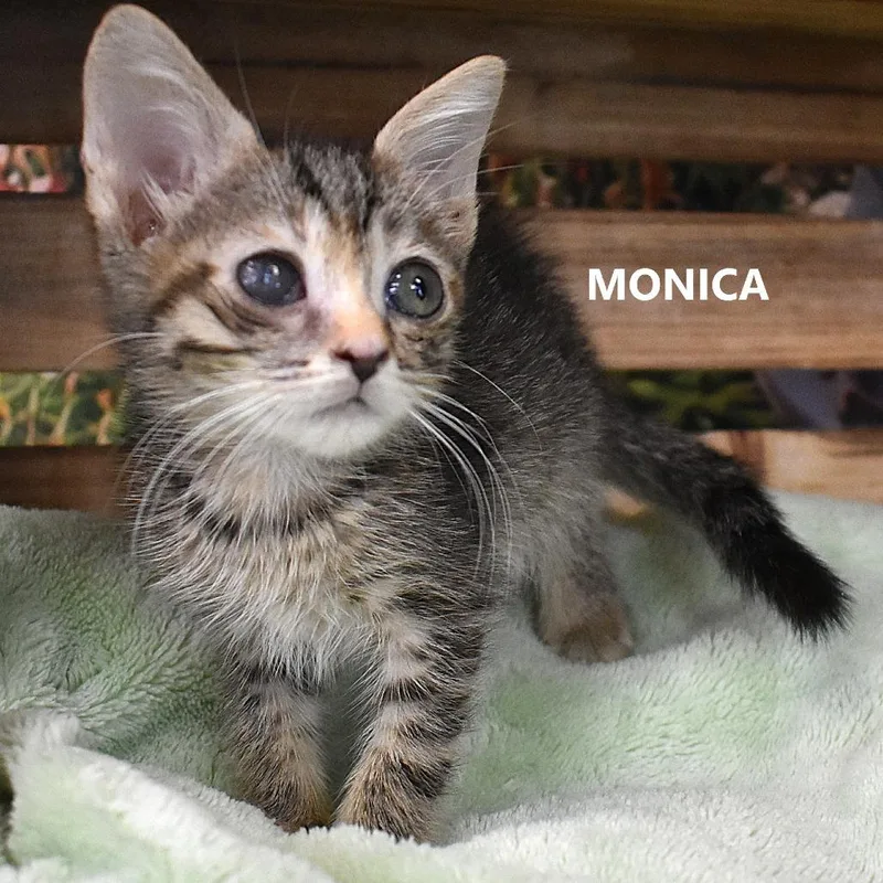 Monica thumbnail 4