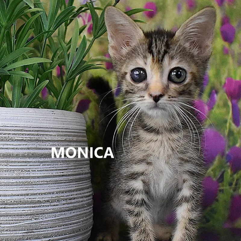 Monica thumbnail 5