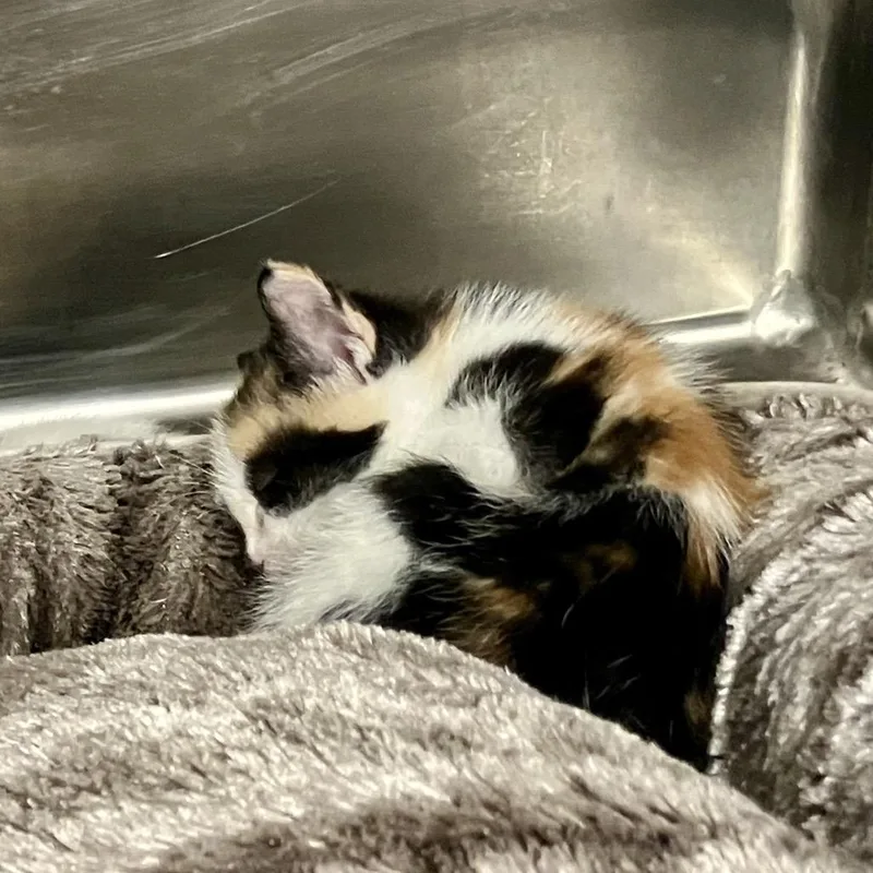 A baby small-sized female Calico Domestic Short Hair cat named Nami for adoption in Port Charlotte, FL