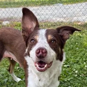 An adult medium-sized female Border Collie dog named Rosa for adoption in Wenatchee, WA