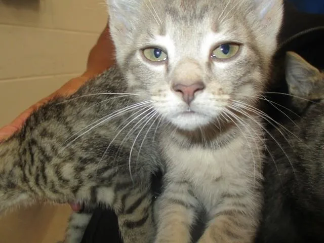 A baby small-sized female Domestic Short Hair cat named Ellie Frisk for adoption in Ocala, FL