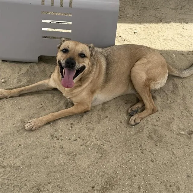 An adult large-sized female Shepherd dog named Bella for adoption in Thousand Palms, CA