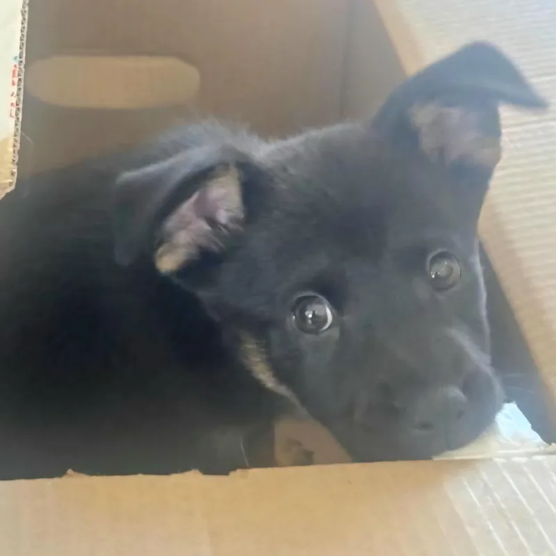 Sushi Lu "the Perfect thumbnail 3