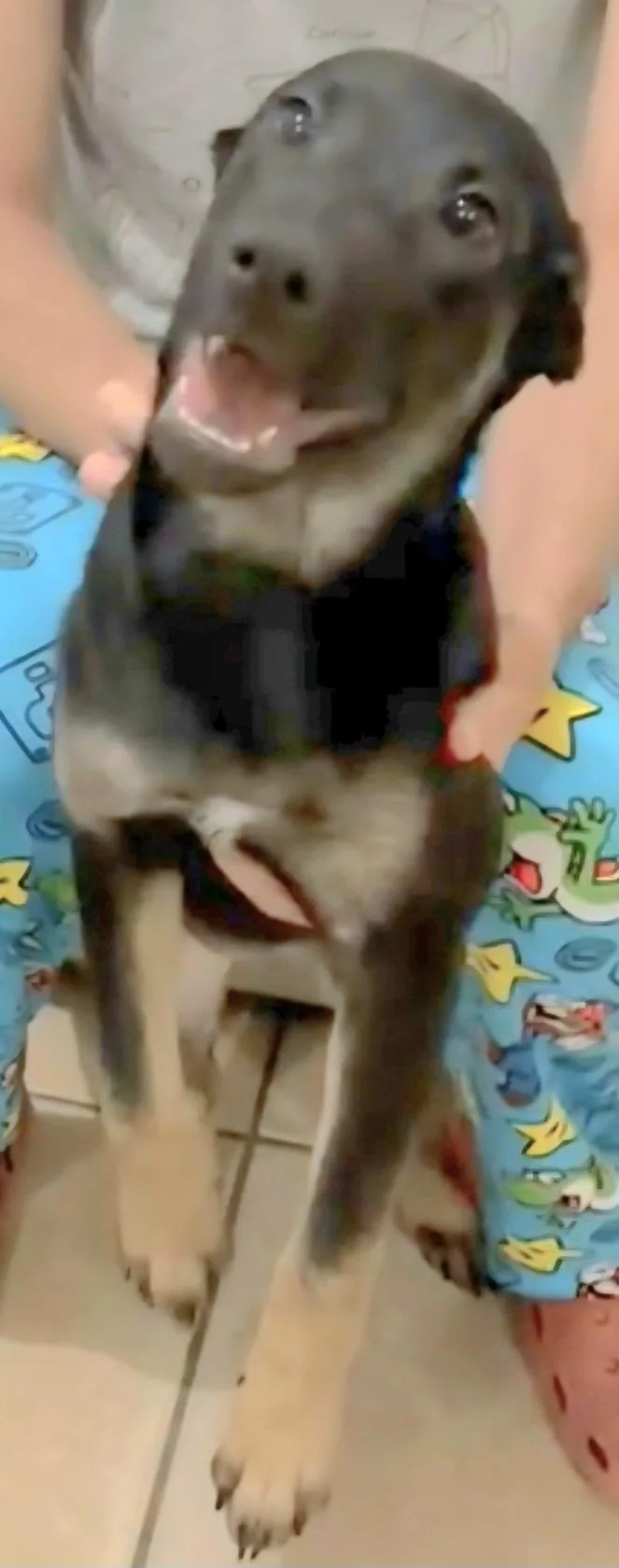 Sushi Lu "the Perfect thumbnail 5