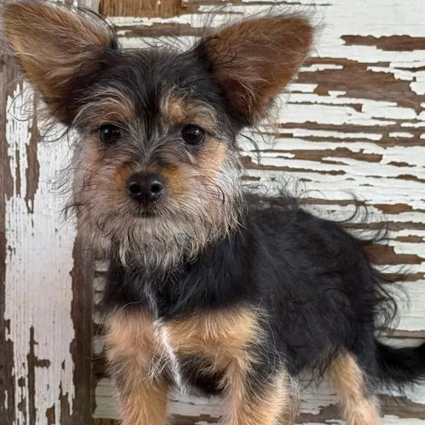 A young small-sized female Bicolor Yorkshire Terrier dog named Alexia for adoption in Carrollton, TX