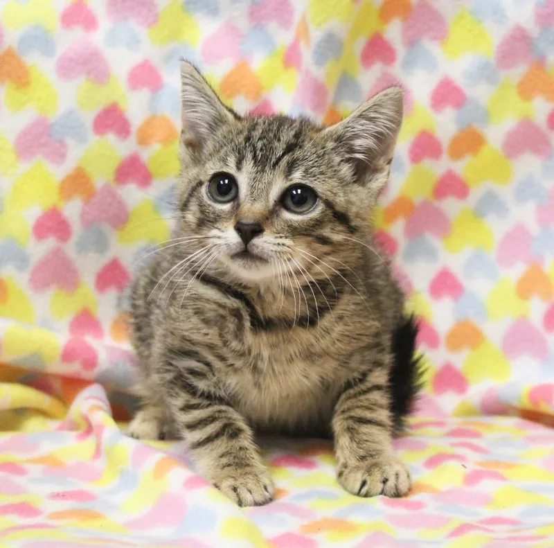 A baby small-sized female Domestic Short Hair cat named Mercury for adoption in Clinton, SC