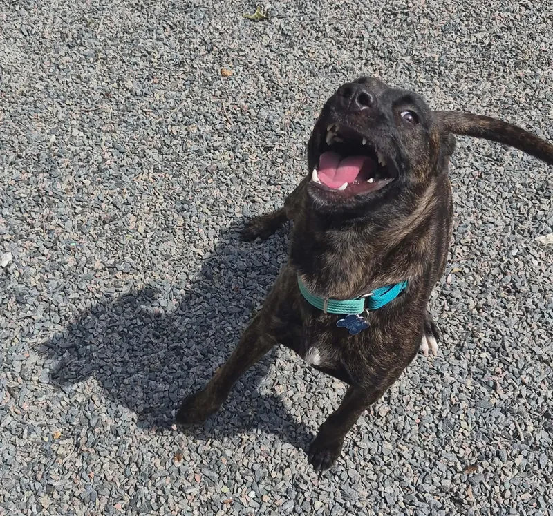A young medium-sized female Brindle Mixed Breed dog named Riri for adoption in Boston, MA