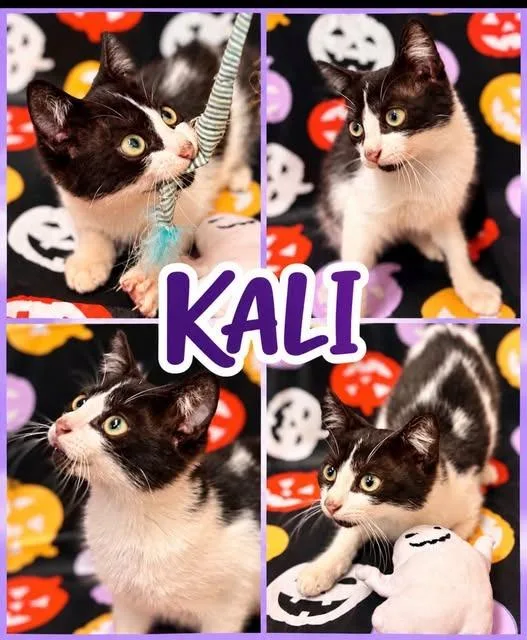 A baby small-sized female Domestic Short Hair cat named Kali for adoption in Rensselaer, IN