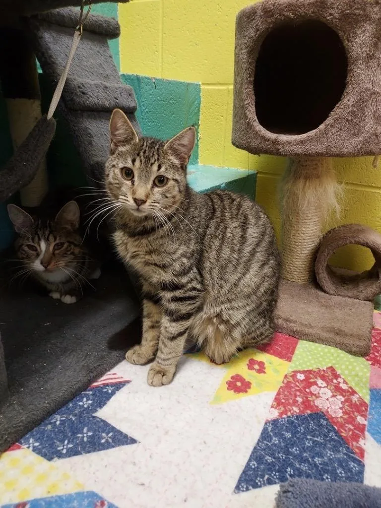 An adult large-sized male Domestic Short Hair cat named Blue Jay for adoption in Pottsville, PA