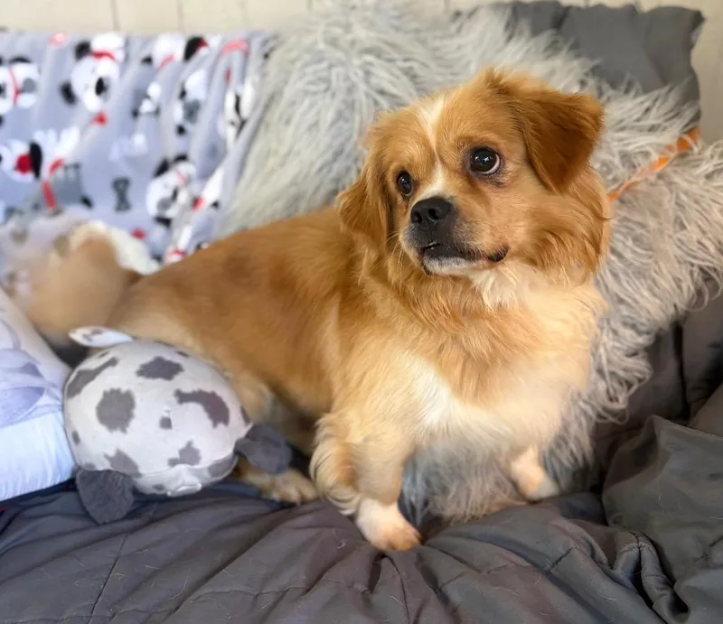 An adult medium-sized male Pekingese dog named Toffee for adoption in Fort Worth, TX