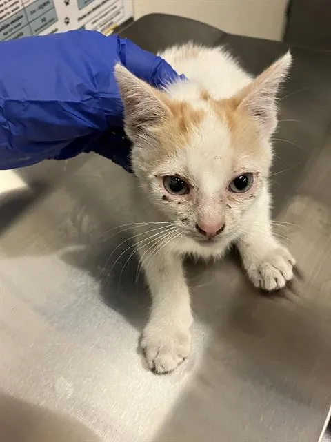 A baby small-sized male Domestic Short Hair cat named Brady for adoption in Long Beach, CA