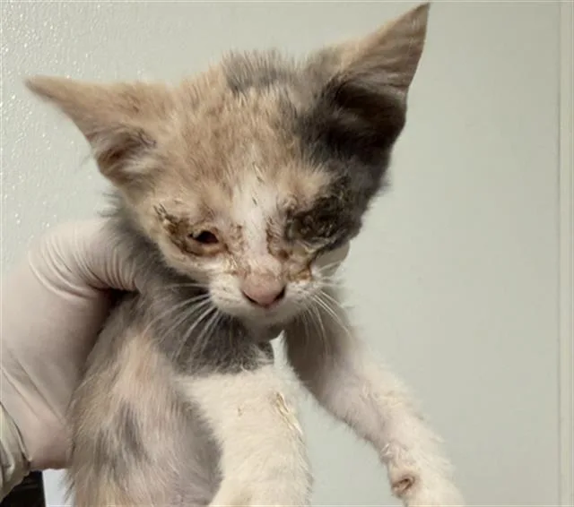 A baby small-sized female Domestic Short Hair cat named Frankie for adoption in Bakersfield, CA