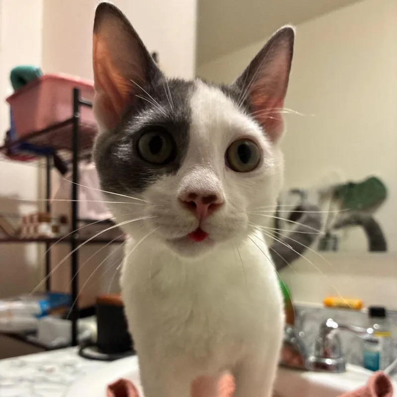 A young small-sized male White Domestic Short Hair cat named Peter Pan for adoption in Titusville, FL