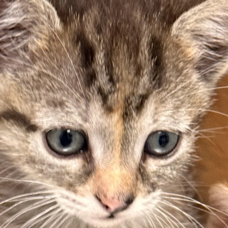 A baby small-sized female Domestic Short Hair cat named Crumble of Eclair for adoption in Cumming, GA