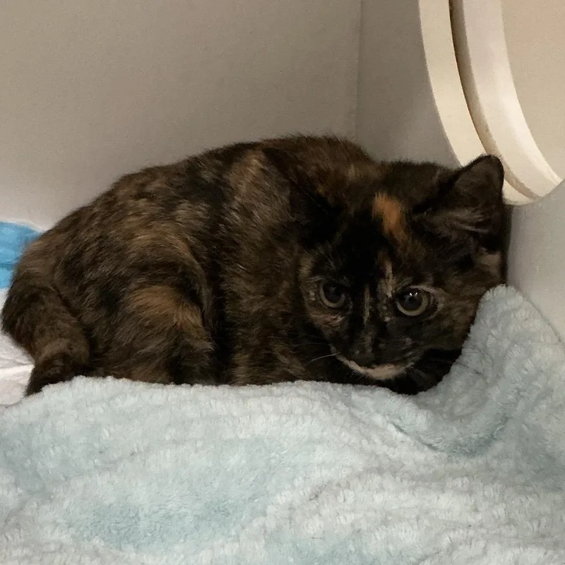 A baby small-sized female Black Domestic Medium Hair cat named Maple for adoption in Elizabeth City, NC