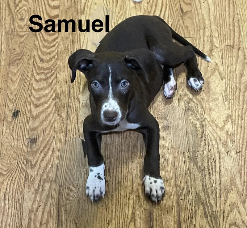 A baby medium-sized male Mixed Breed dog named Samuel for adoption in Topeka, KS