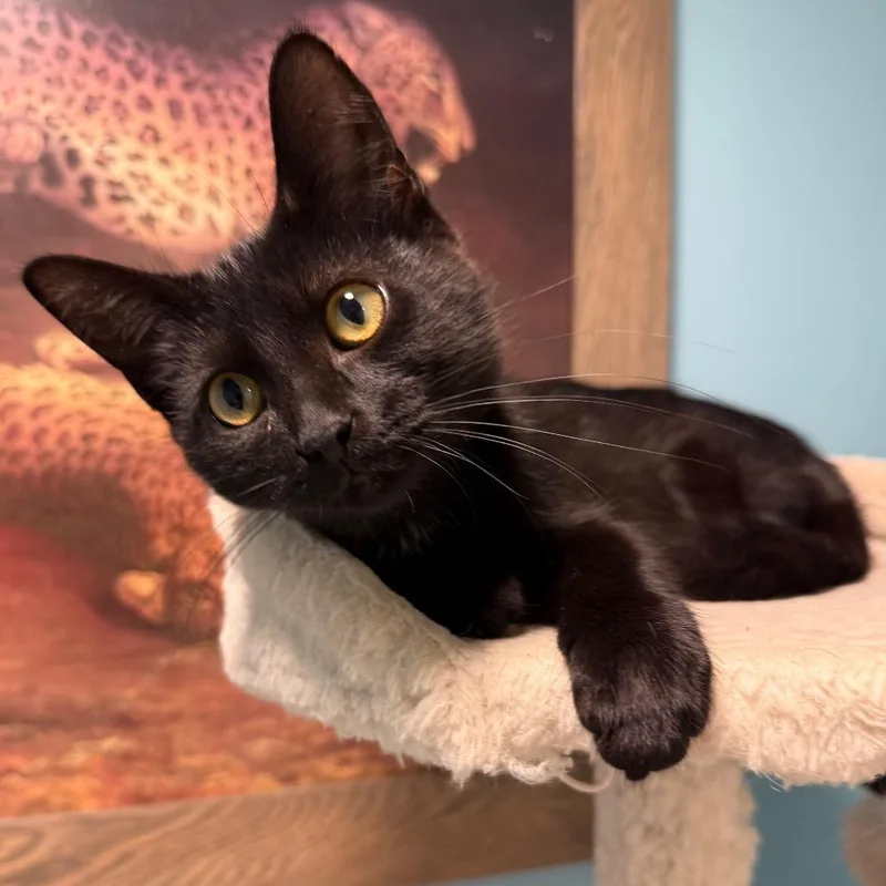 A baby medium-sized female Black Domestic Short Hair cat named Nadja for adoption in Middleton, WI