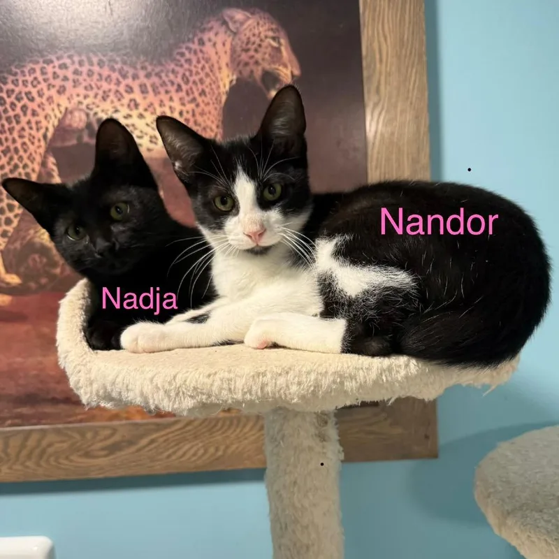 Nadja thumbnail 4