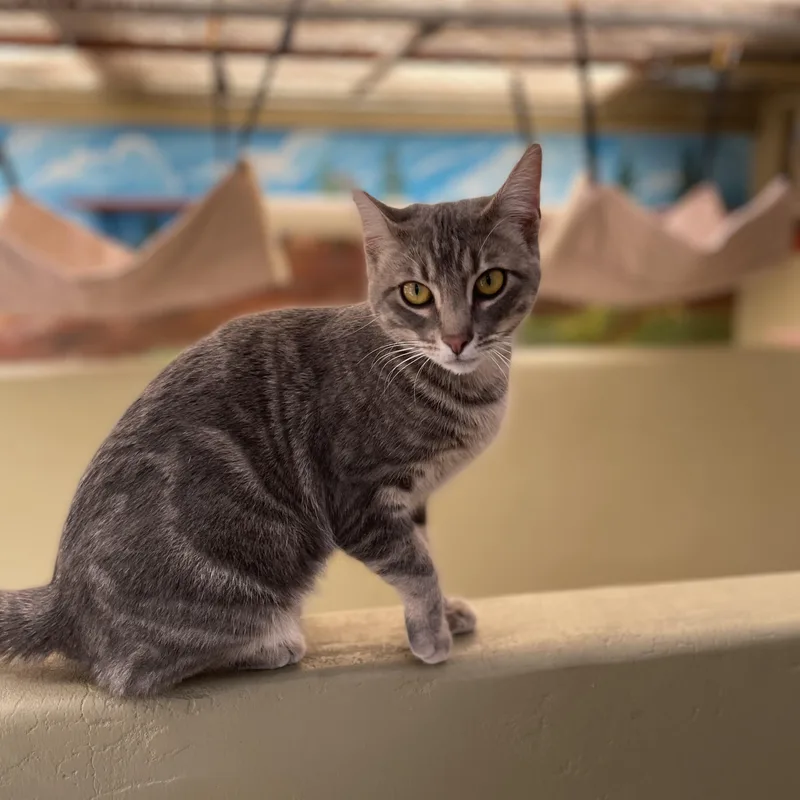 A young medium-sized female Gray / Blue / Silver Domestic Short Hair cat named Lollipop for adoption in Grass Valley, CA