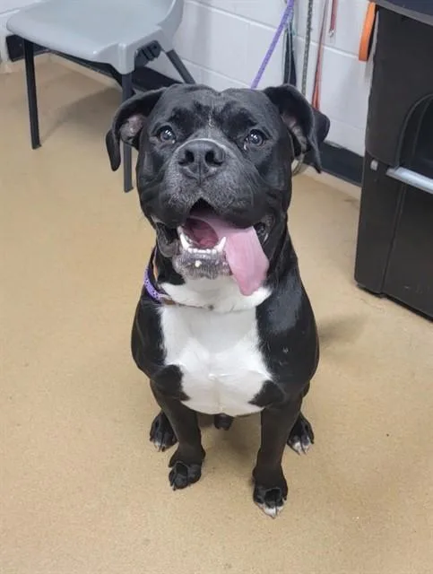 A young large-sized male American Bulldog dog named Harley for adoption in Saint Peters, MO