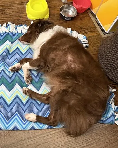 Cocoa