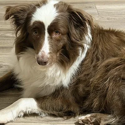 Cocoa thumbnail 2