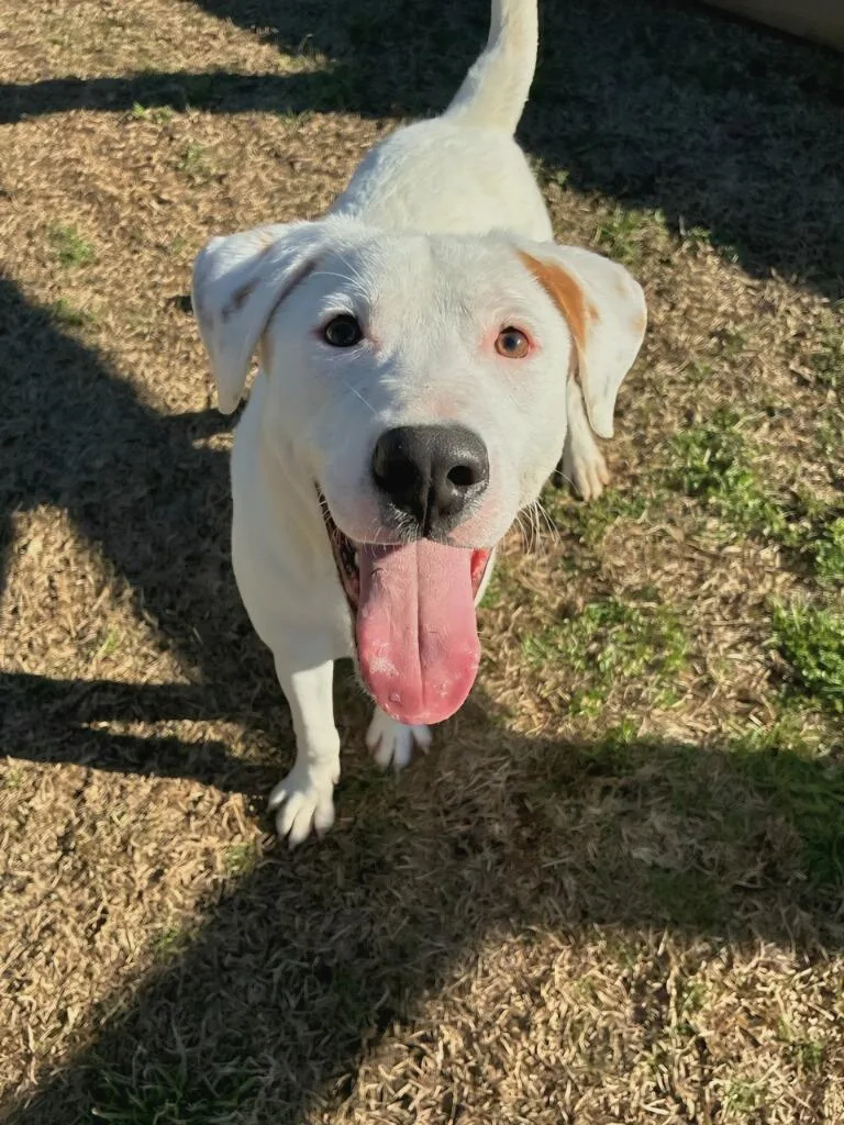 Young Whipper Snapper thumbnail 4