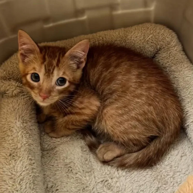 A baby small-sized male Orange / Red Domestic Short Hair cat named Aperol for adoption in Orlando, FL