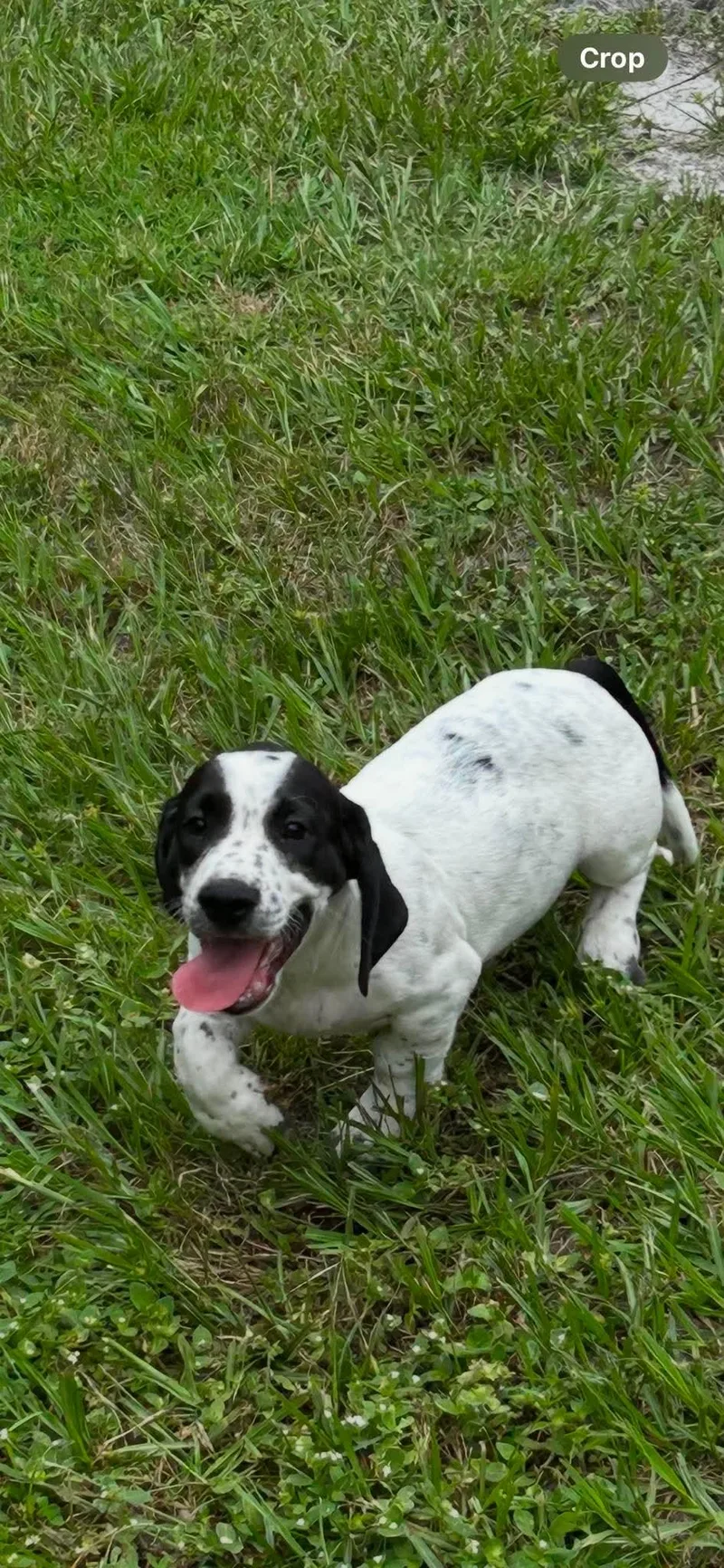 A baby large-sized male Irish Setter dog named Stuart Puppy of for adoption in Osteen, FL