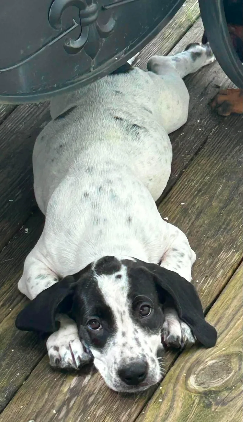 Stuart  Puppy of thumbnail 2
