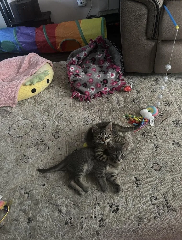 A baby medium-sized female Tabby (Brown / Chocolate) Domestic Short Hair cat named Toadette for adoption in Clinton Township, MI